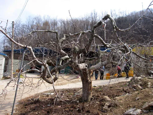 안동 녹전면 녹래리의 오래된 사과나무