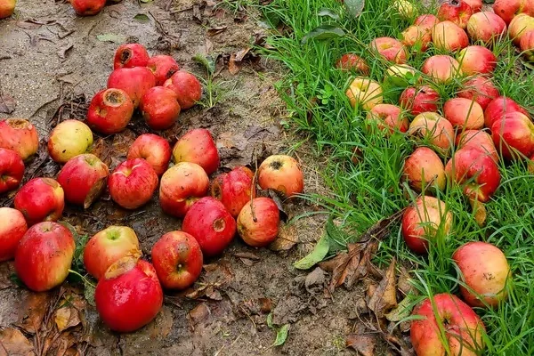 과수원 바닥에 떨어진 사과